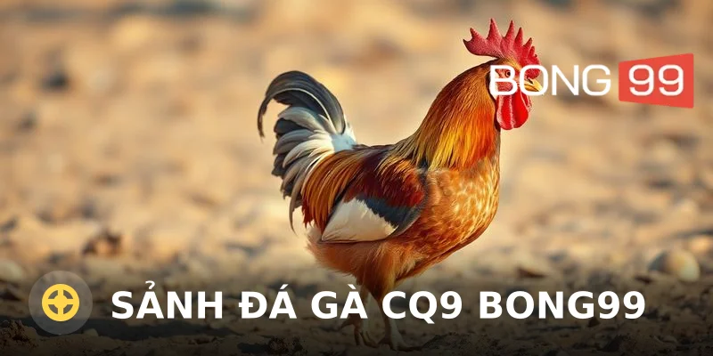 Sảnh đá gà CQ9 Bong99 – Đá gà trực tuyến kịch tính