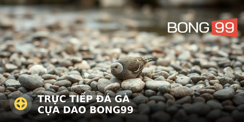 Trực tiếp đá gà cựa dao Bong99: Luật chơi và kinh nghiệm cược